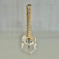 Anatomisk ryggmodell - ryggrad med bekken